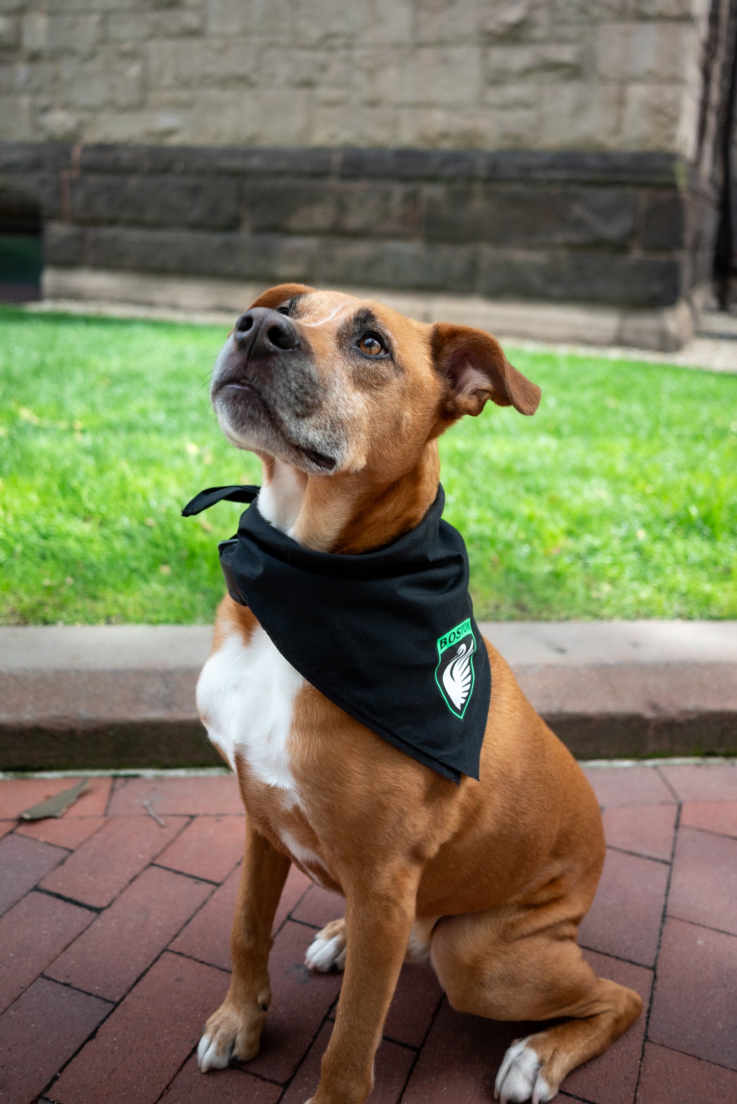 Boston Legacy FC Crest Dog Bandanas