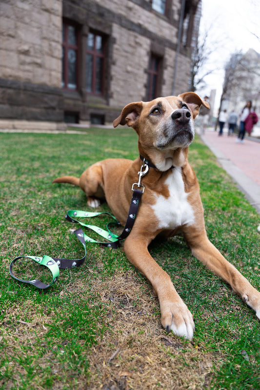 Boston Legacy FC Dog Leash