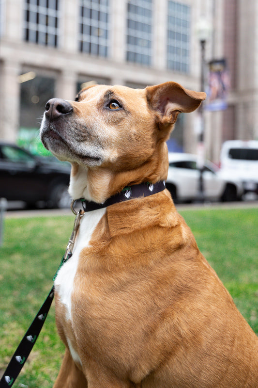 Boston Legacy FC Dog Collar