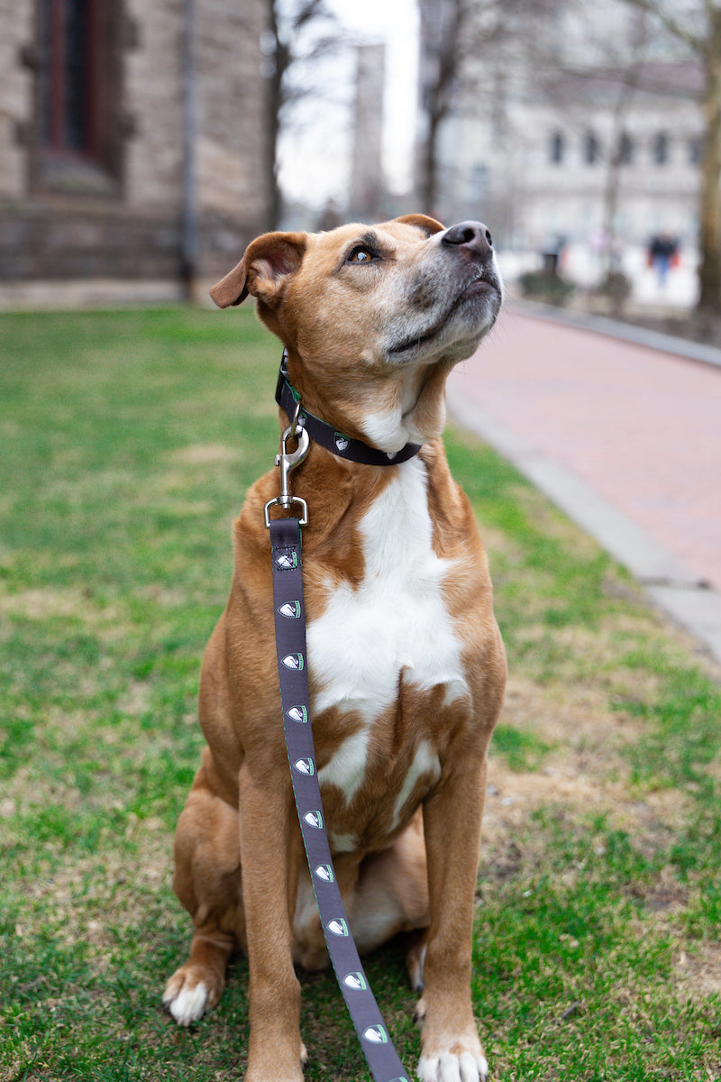 Boston Legacy FC Dog Collar